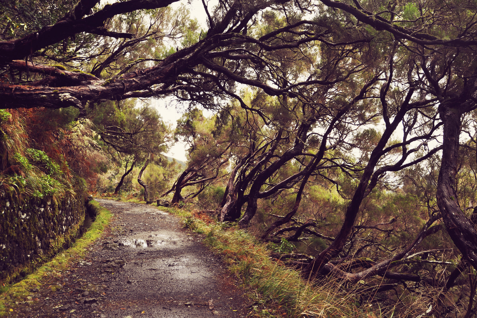 sollys, landskab, Skov, natur, vinter, træ, afdeling, morgen, dal, Nikon, ødemark, strøm, madeira, Wonderland, træ, efterår, blad, blomst, plante, sæson, vej, strække, sti, rejse, skov, landdistrikt, levested, naturligt miljø, atmosfærisk fænomen, vedplante, geografisk funktion