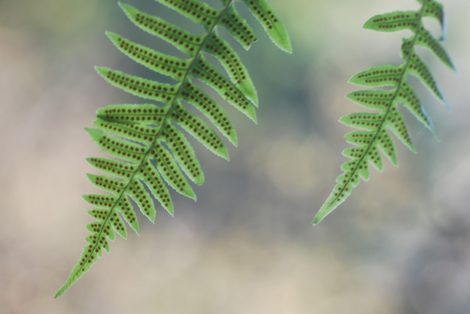 makro, zelená, Příroda, listy, list, jaro, Nikon, bokeh, Tamron, Squamish, Shannonfalls, tamron90mm, nikond60, littlekiss