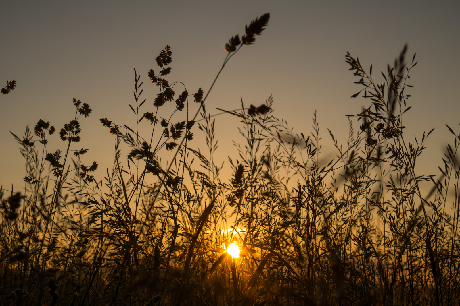 sollys, solnedgang, natur, græs, himmel, Mark, afdeling, solopgang, aften, morgen, Sol, skumring, træ, blomst, daggry, plante, soluppg ng, Gryning, exif model canoneos760d, geocountry, kamera gør kanon, geocity, kameramodel canoneos760d, geostate, geolocation, exif linse efs18200mmf3556is, exif gøre kanon, exif isospeed 100, exif åbning 10, exif focallength 40mm, prærie, atmosfærisk fænomen, græs familie, savanne
