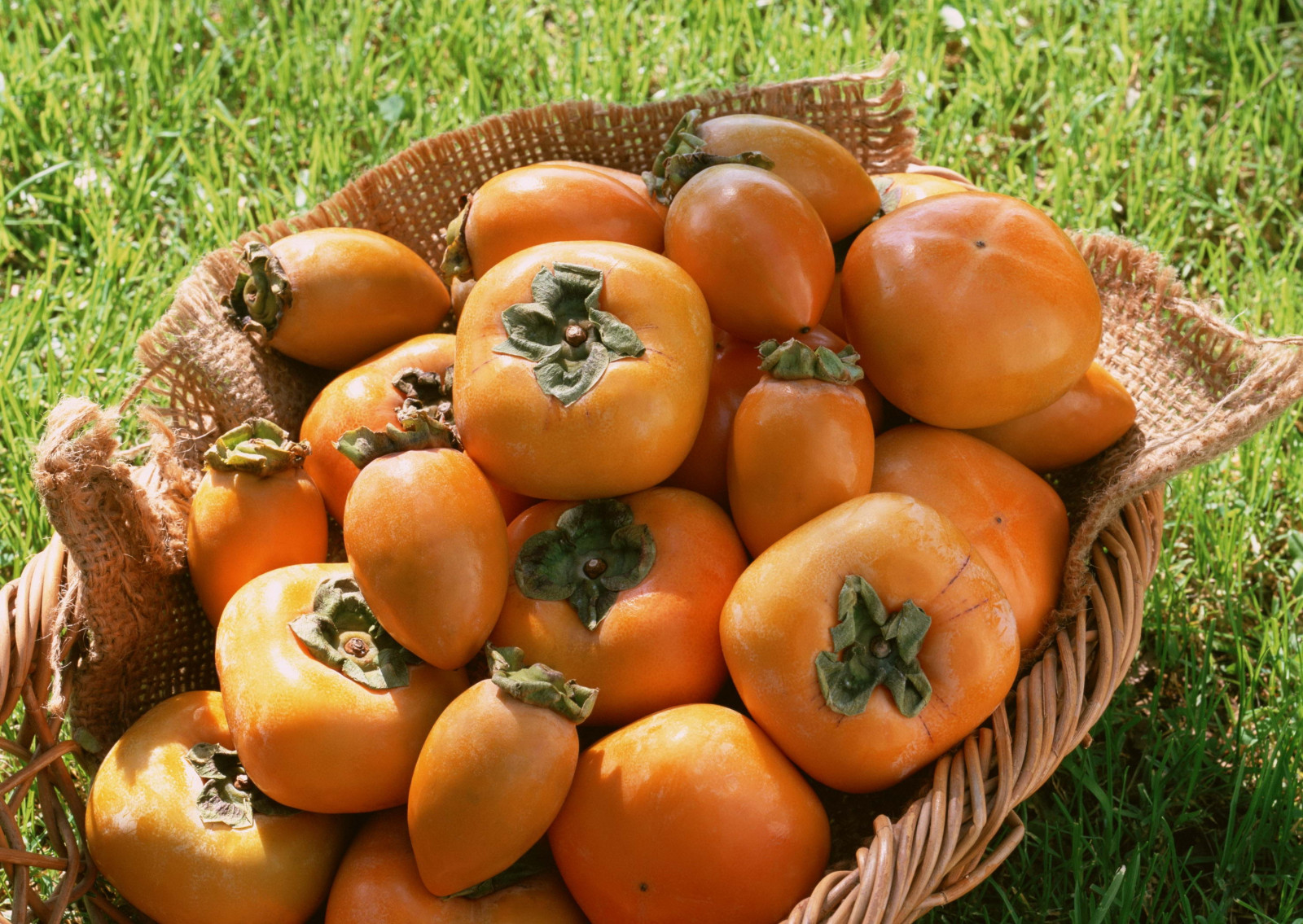 cibo, frutta, cestino, cachi, autunno, raccolto, pianta, zucca, produrre, impianto di terra, pianta fiorita, verdura, Diospyros, zucca, alberi di ebano e cachi