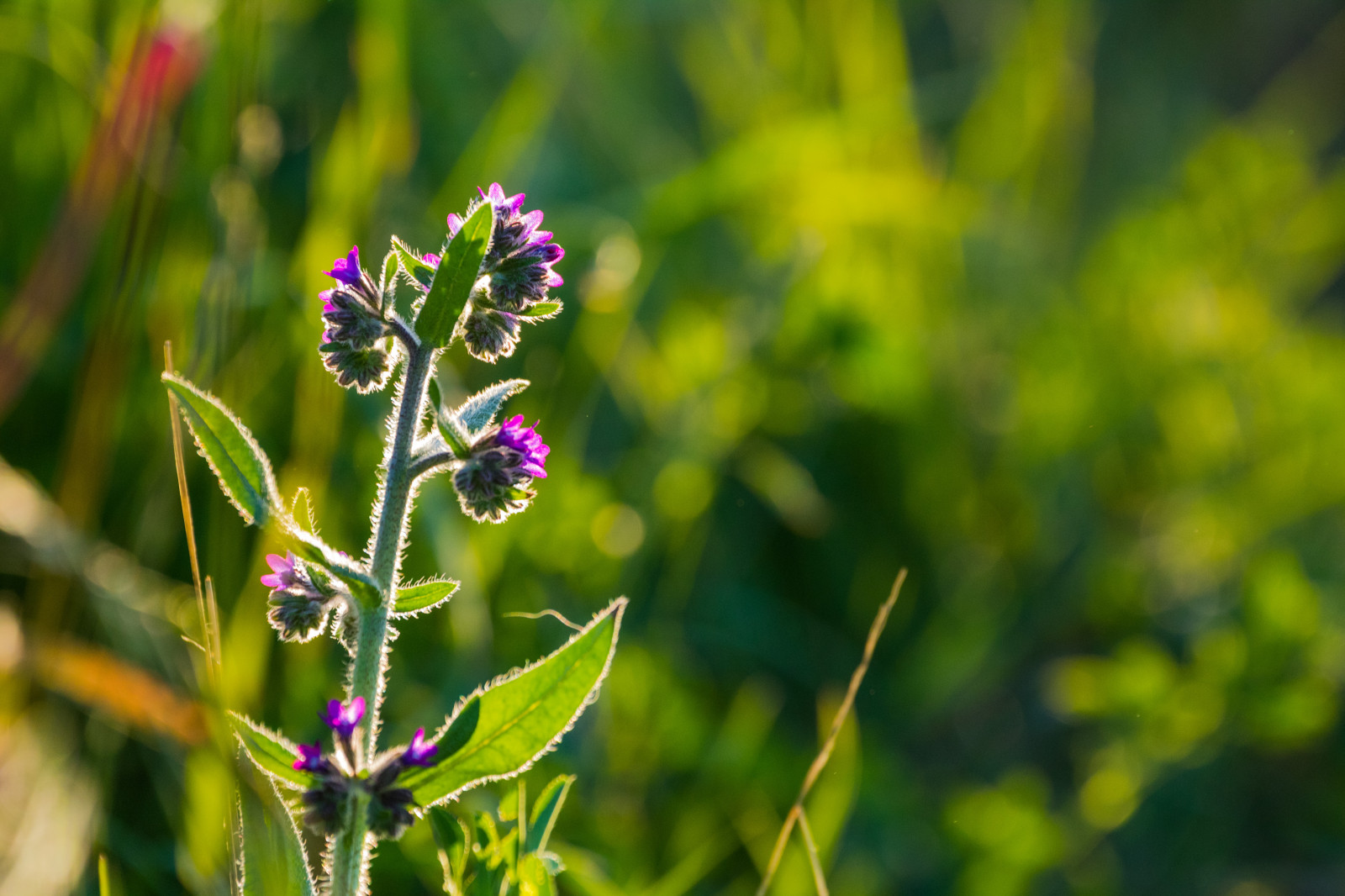 залез, природа, трева, зелен, цвят, билка, светлина, листо, цвете, растение, goldenhour, флора, solnedg нг, blomma, ljus, о XT, Exif модел canoneos760d, geocountry, производител на фотоапарата Canon, geocity, модел фотоапарат canoneos760d, geostate, геолокация, Exif направи канон, Exif бленда 63, Exif ef70300mmf456lisusm обектив, Exif isospeed 500, gyllenetimmen, Exif focallength 300 mm, ливада, диви цветя, прерия, ботаника, земя за растителна, цъфтящо растение, храст, макро фотография, трева семейство, стъбло