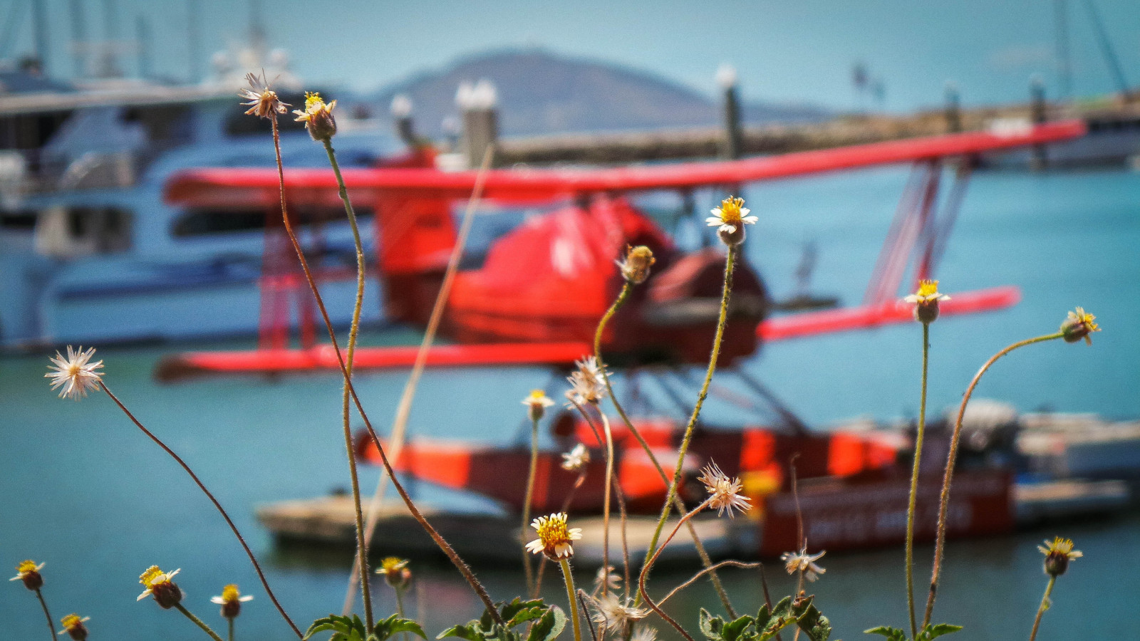 Wallpaper : blue, red, white, green, yellow, daisies, Marina, plane