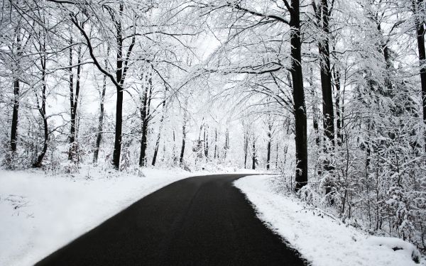 trees, forest, snow, winter, monochrome, road
