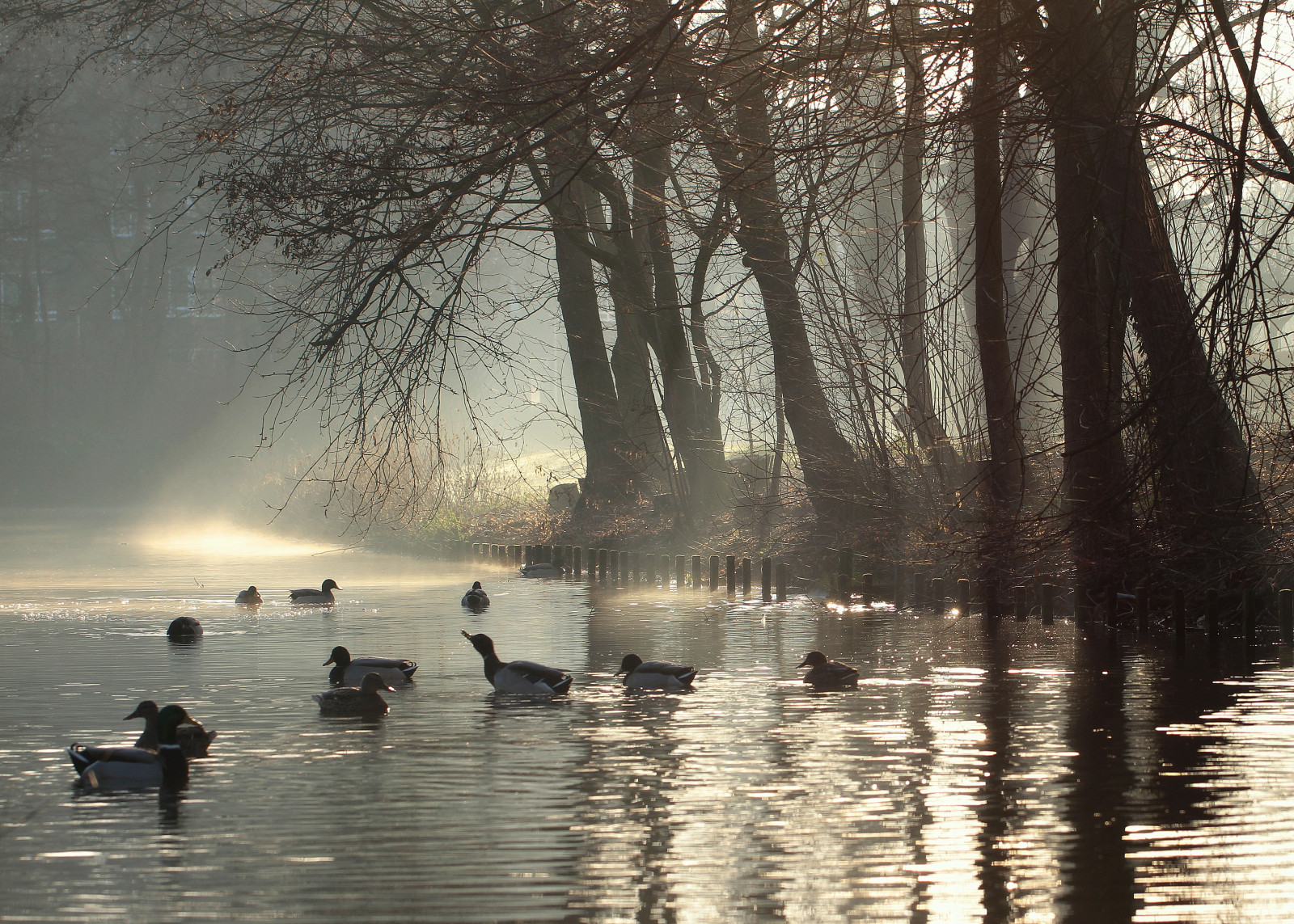 slunečnímu záření, stromy, jezero, voda, Příroda, odraz, park, zima, večer, ráno, mlha, řeka, kachna, Rotterdam, mokřadní, strom, pták, sezóna, Kachny, odrazy, příkop, Bomen, místo výskytu, přírodní prostředí, atmosférický jev, tělo z vody, vodní pták, reflecties, singel, eenden