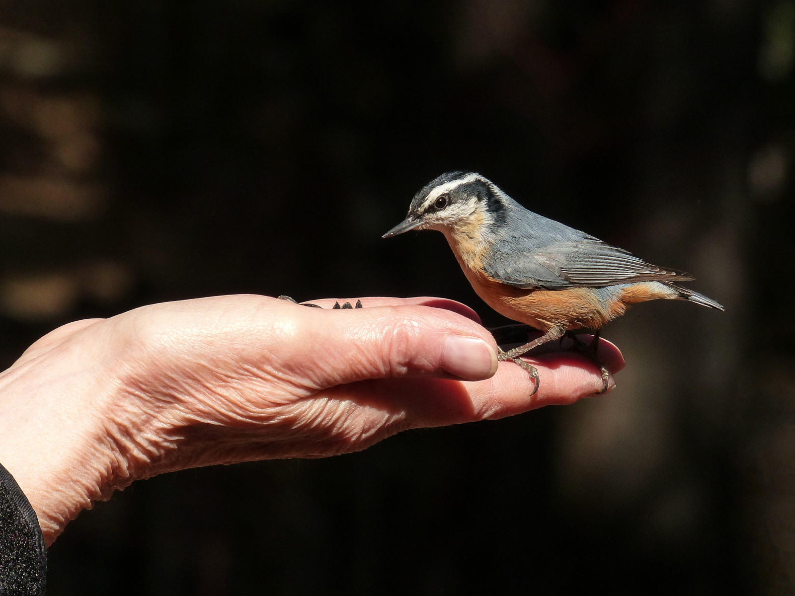 Kanada, makro, Calgary, pták, Příroda, ptactvo, detailní, ruka, dospělý, krmení, malý, prozkoumat, Alberta, posazený, boční pohled, brhlík, ornitologie, Sittacanadensis, influenza, Pěvec, redbreastednuthatch, Sitta, vrabec, Nikoliv, Sittidae, Zajímavost403, Southglenmorepark, annkelliott, anneelliott, 45in11cminlength, Explore2014may05