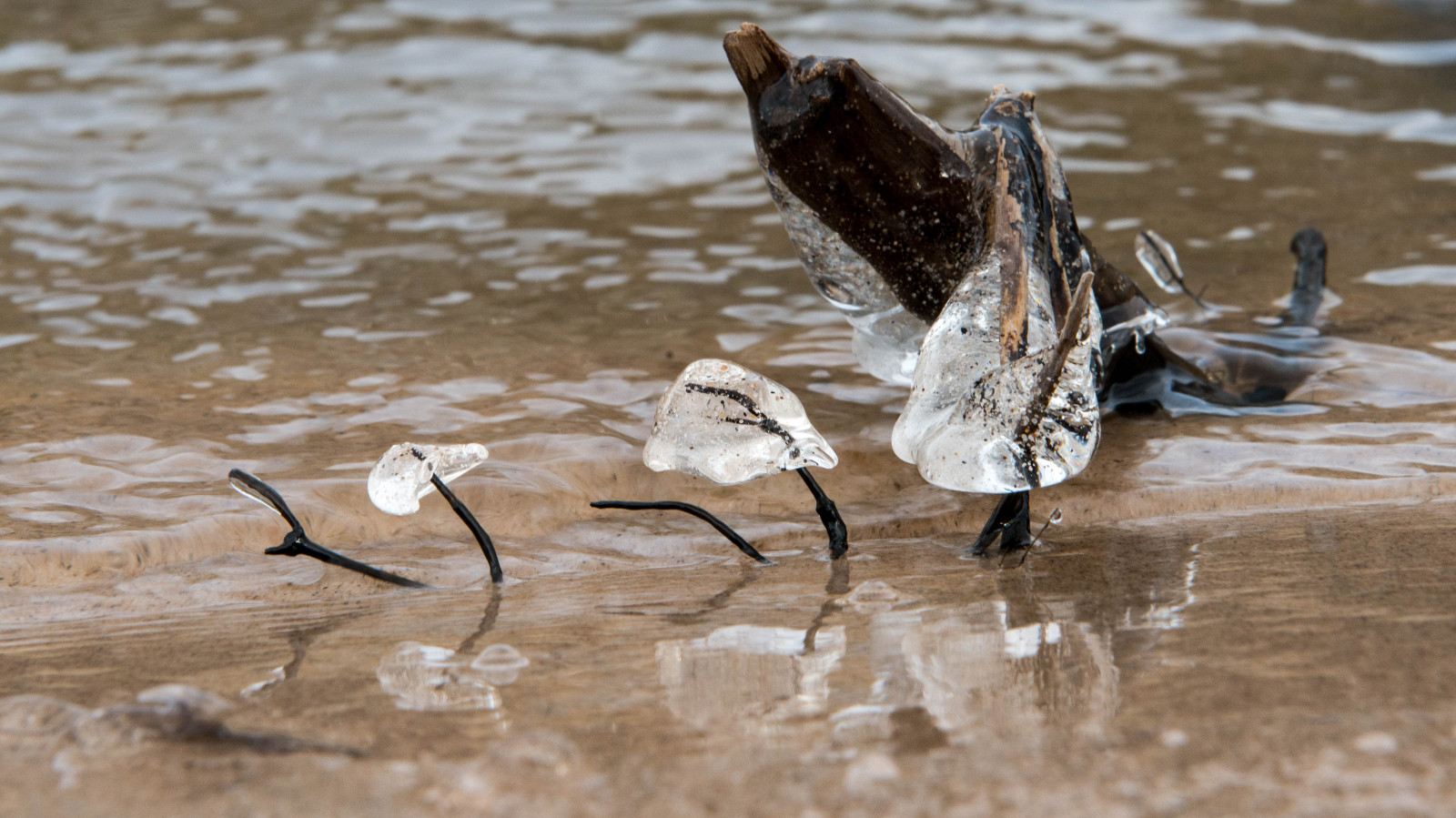 Kanada, Studený, odraz, led, Příroda, voda, řeka, písek, Alberta, větvičky, ftmcmurray, YMM, fortmcmurray