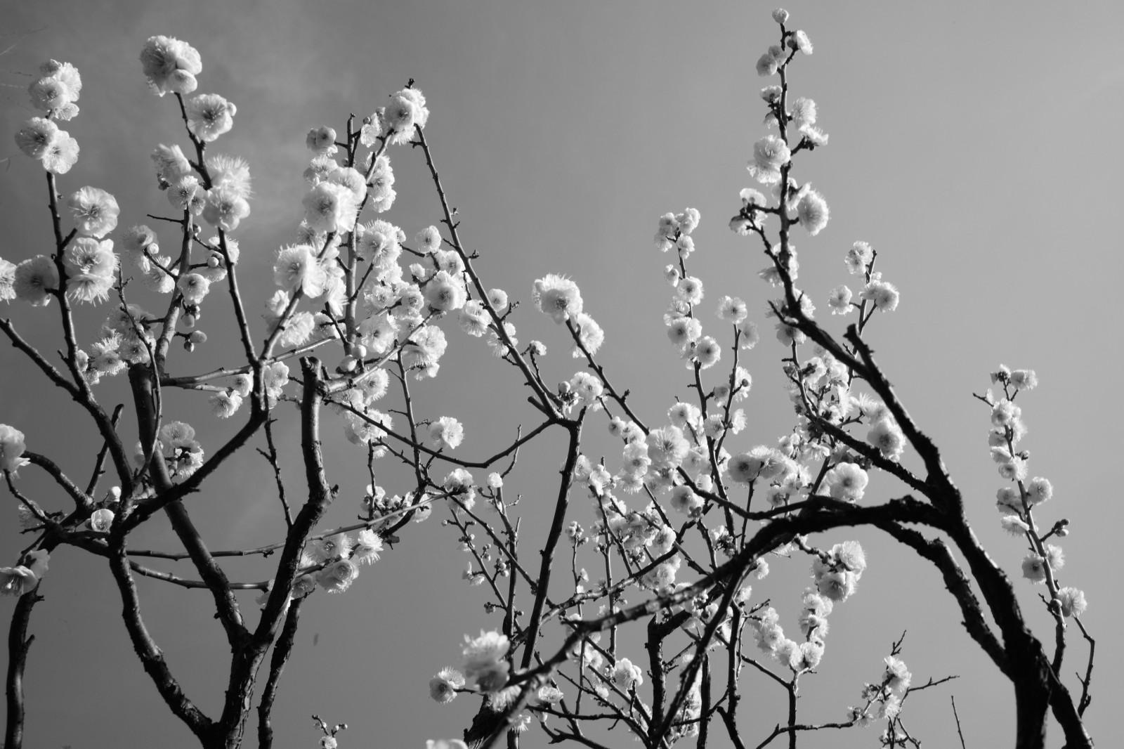 bílý, černobílý, Příroda, zima, fotografování, větev, mráz, květ, jaro, Leica, Tokio, zmrazení, M, strom, list, květ, rostlina, sezóna, tělesné, flóra, ikegamibaien, Ikegami, Summicron, summicron1235mm, type240, větvička, Černý a bílý, monochromatické fotografování, makro fotografie, závod stonek