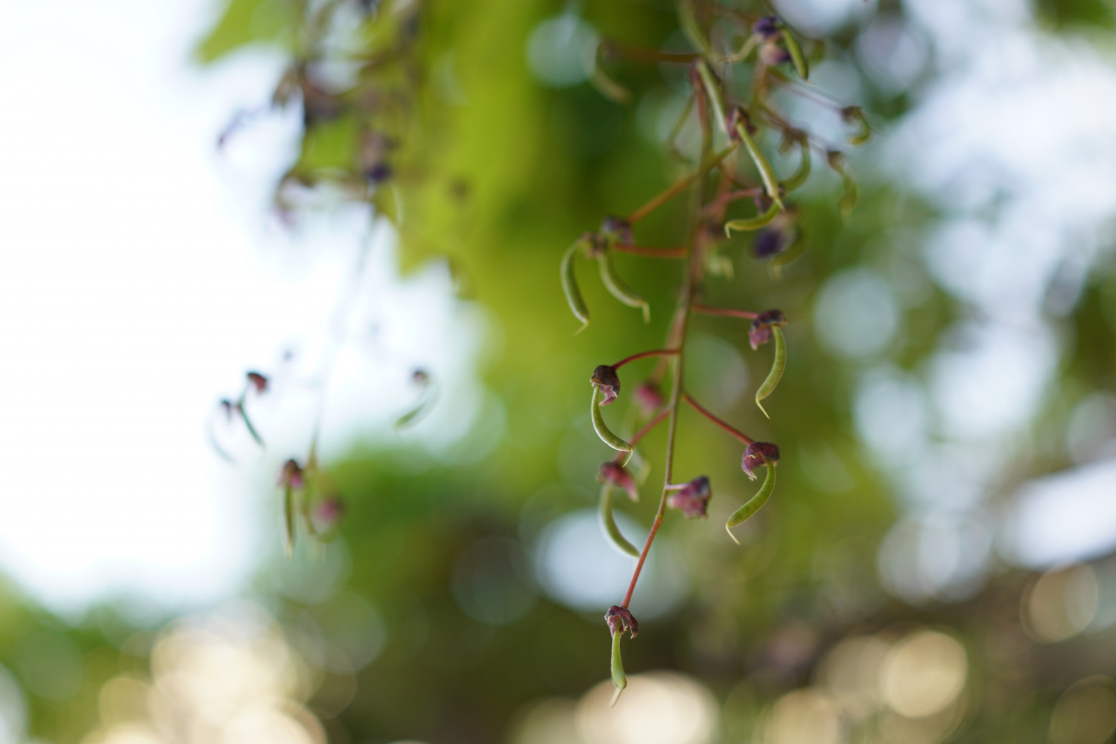 Japan, sollys, natur, afdeling, grøn, Sony, blomst, Tokyo, RX1R, Wisteria, Jp, træ, efterår, blad, blomst, plante, sæson, flora, Zeiss, rx, RX1, rx1rm2, rx1rmark2, Kameido, Kvist, fremstille, botanik, jord plante, blomstrende plante, vedplante, tæt på, Busk, makrofotografering, stængelplante
