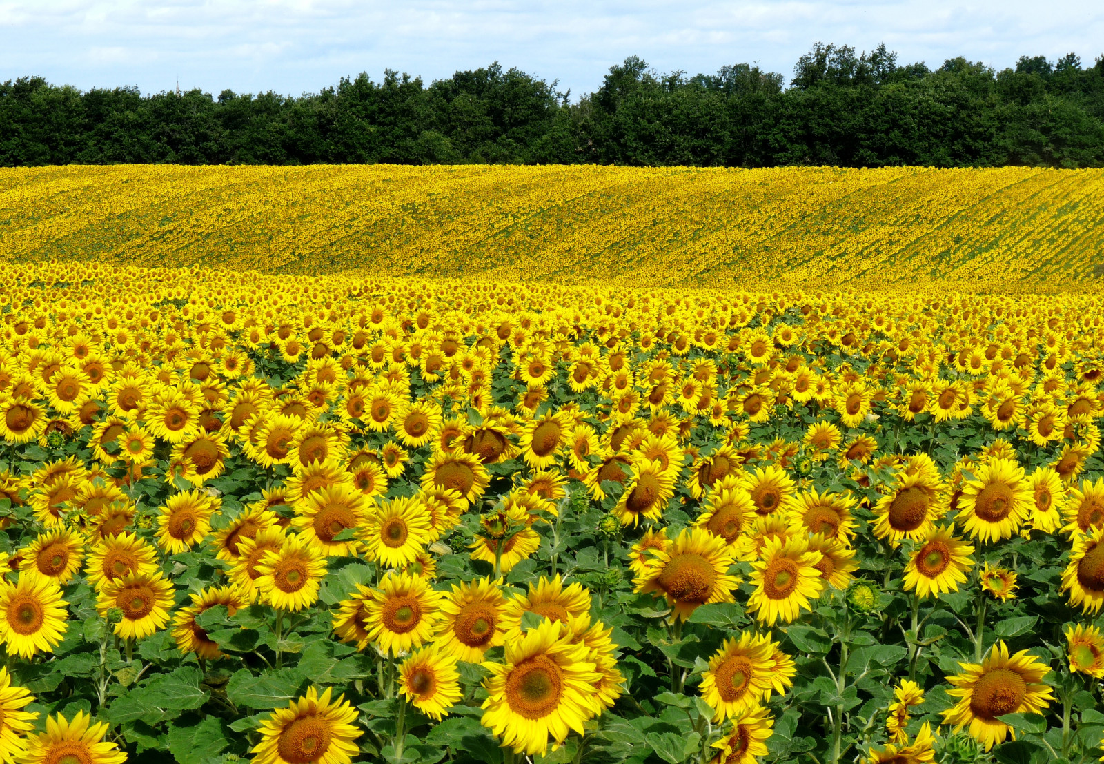 Fond d'écran : champ, Tournesols, paysage, été 3648x2526 - - 1023972 ...