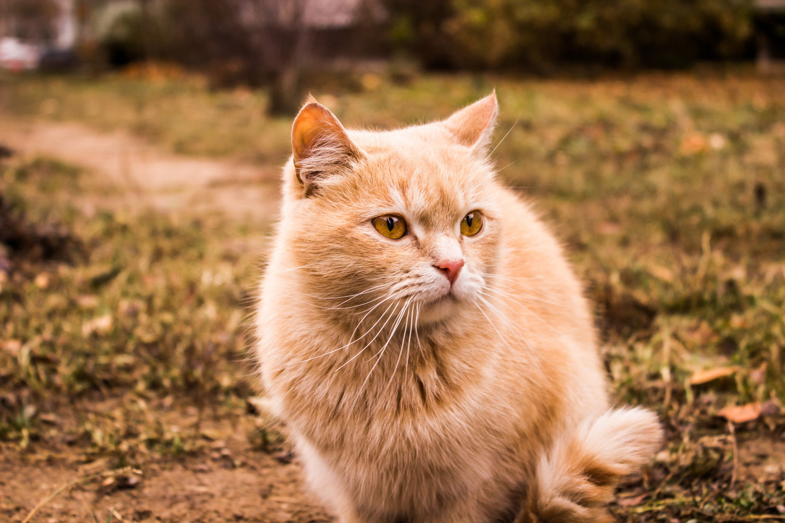 Wallpaper animals, Russia, whiskers, wild cat, kitten, fauna