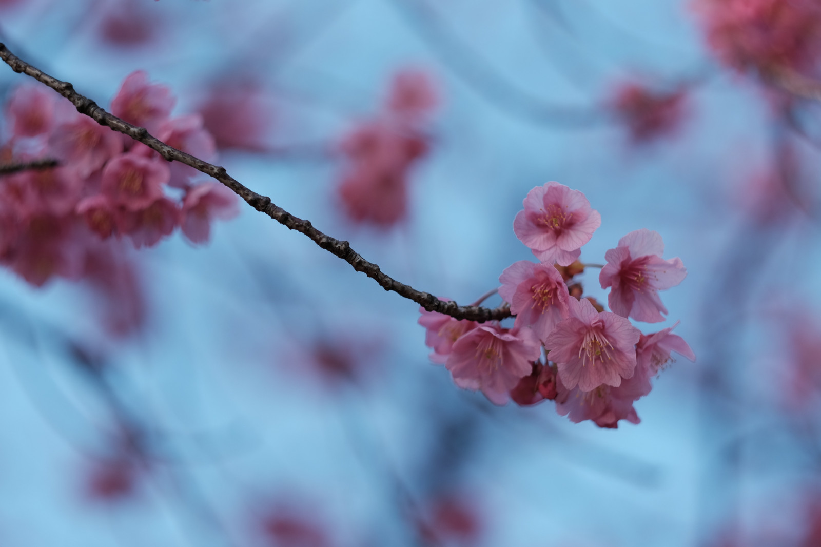 jídlo, Červené, větev, ovoce, mráz, Třešňový květ, květ, růžový, jaro, Tokio, zmrazení, Fujifilm, strom, list, květ, rostlina, sezóna, třešeň, Třešňový květ, sakura, flóra, okvětní lístek, Fujinon, ebarashrine, classicchrome, x, Shinagawa, xf56mmf12r, xf56mm, XT1, vyrobit, zblízka, makro fotografie, závod stonek