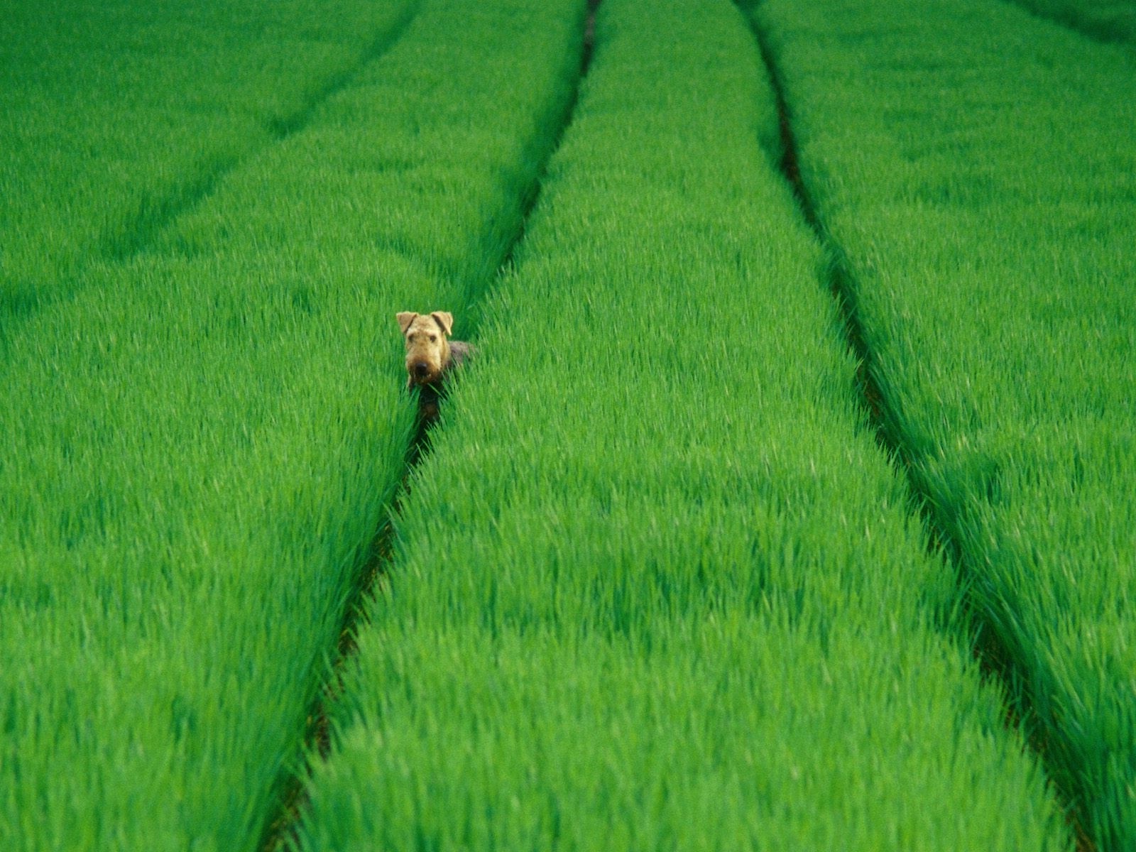 zvěř, jídlo, Příroda, tráva, pole, zelená, lučina, rostlina, pastvina, zemědělství, louka, plantáž, prostý, trávník, 1600x1200 px, prérie, oříznutí, půda, venkov, tráva rodina, neloupané pole