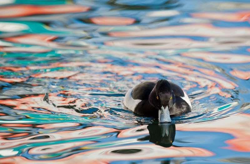vand, blå, afspejling, fritid, vand fugl, ferie