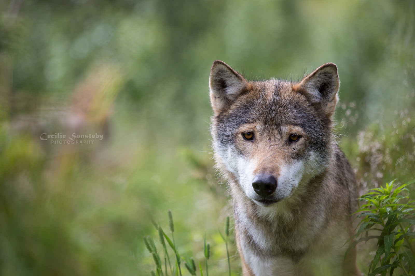 portrét, tráva, detailní, Volně žijících živočichů, Kánon, vlk, letní, divočina, bokeh, kojot, zvíře, srpen, canon5dmarkiii, fauna, savec, specanimal, langedrag, markiii, čenich, vlčák, Saarloosův vlčák, pes jako savec, psí plemeno skupina, Československý vlčák, canis lupus tundrarum, red wolf, tamaskan dog, Šikoku, šakal, vlci, Scandinaviangraywolf, terrestrial animal, kunming wolfdog