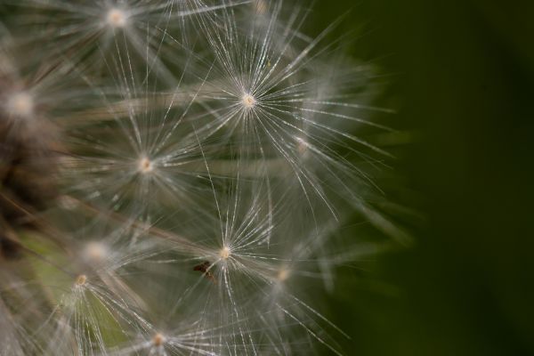 nature,grass,field,photography,macro,green
