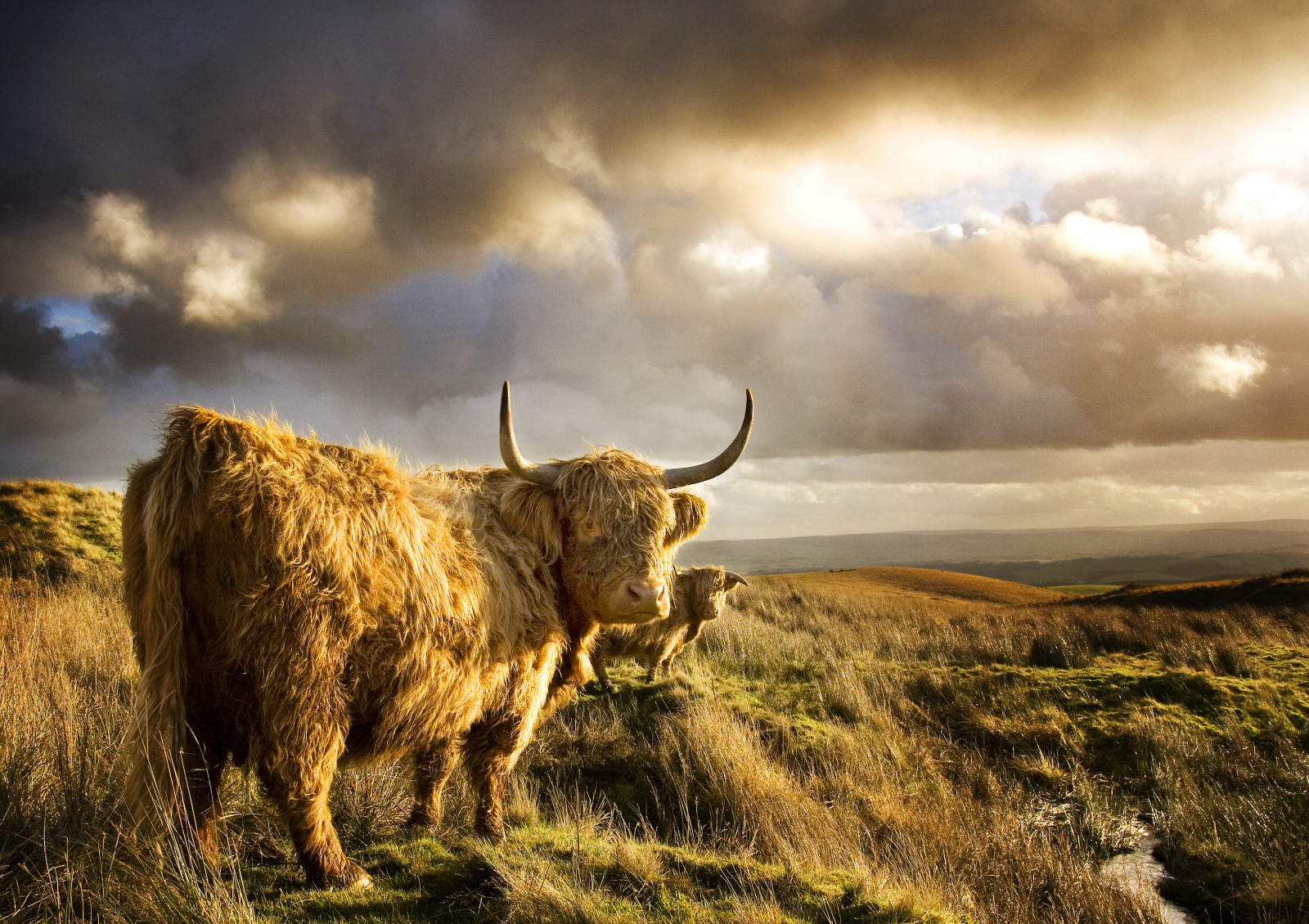 Wallpaper landscape, hill, grass, sky, field, horns, wildlife