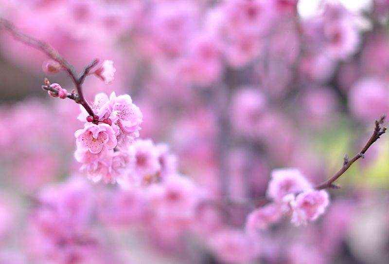 flor, rosado, flor, flor de cerezo, rama, primavera flor, rosado, flor, flor de cerezo, rama, primavera