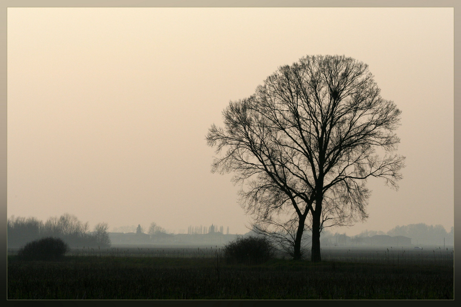 strom, dřevina, nebe, mlha, ráno, mlha, větev, svítání, atmosféra, svítání, Černý a bílý, večer, slunečnímu záření, krajina, opar, zima, stock photography, silueta, uklidnit, pole