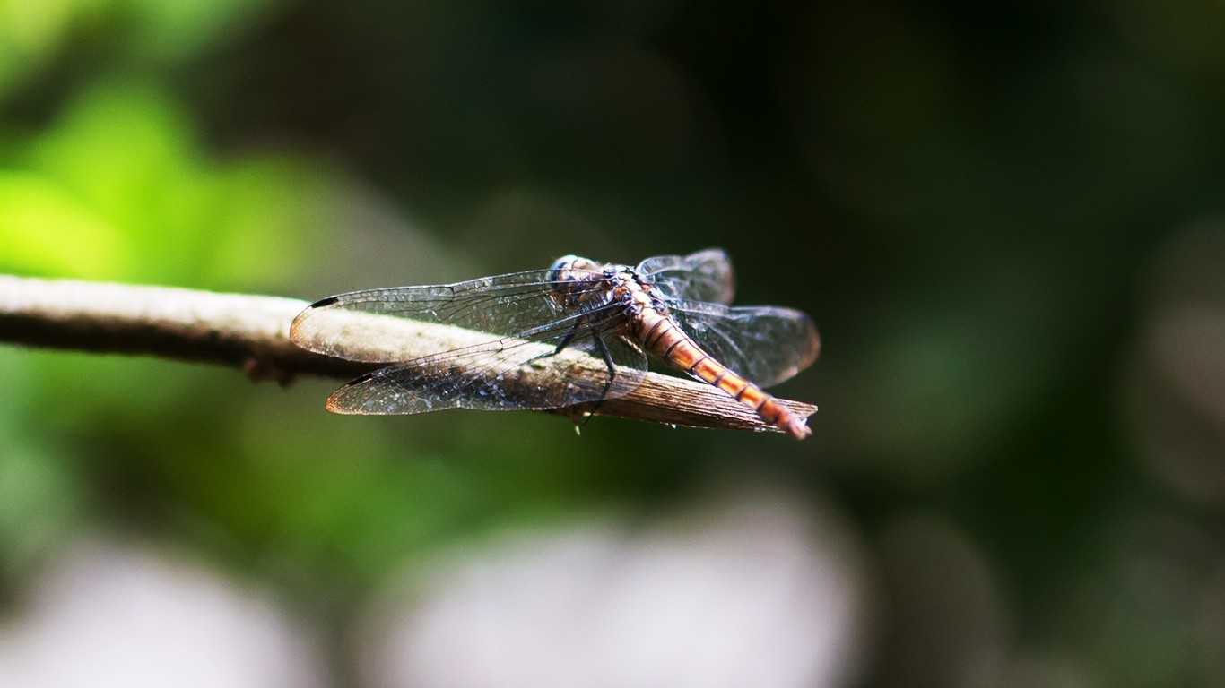 animali, natura, fotografia, ramo, insetto, verde, natura, libellule, Volare, foglia, libellula, damselfly, fauna, avvicinamento, fotografia macro, invertebrato, libellule e damseflies