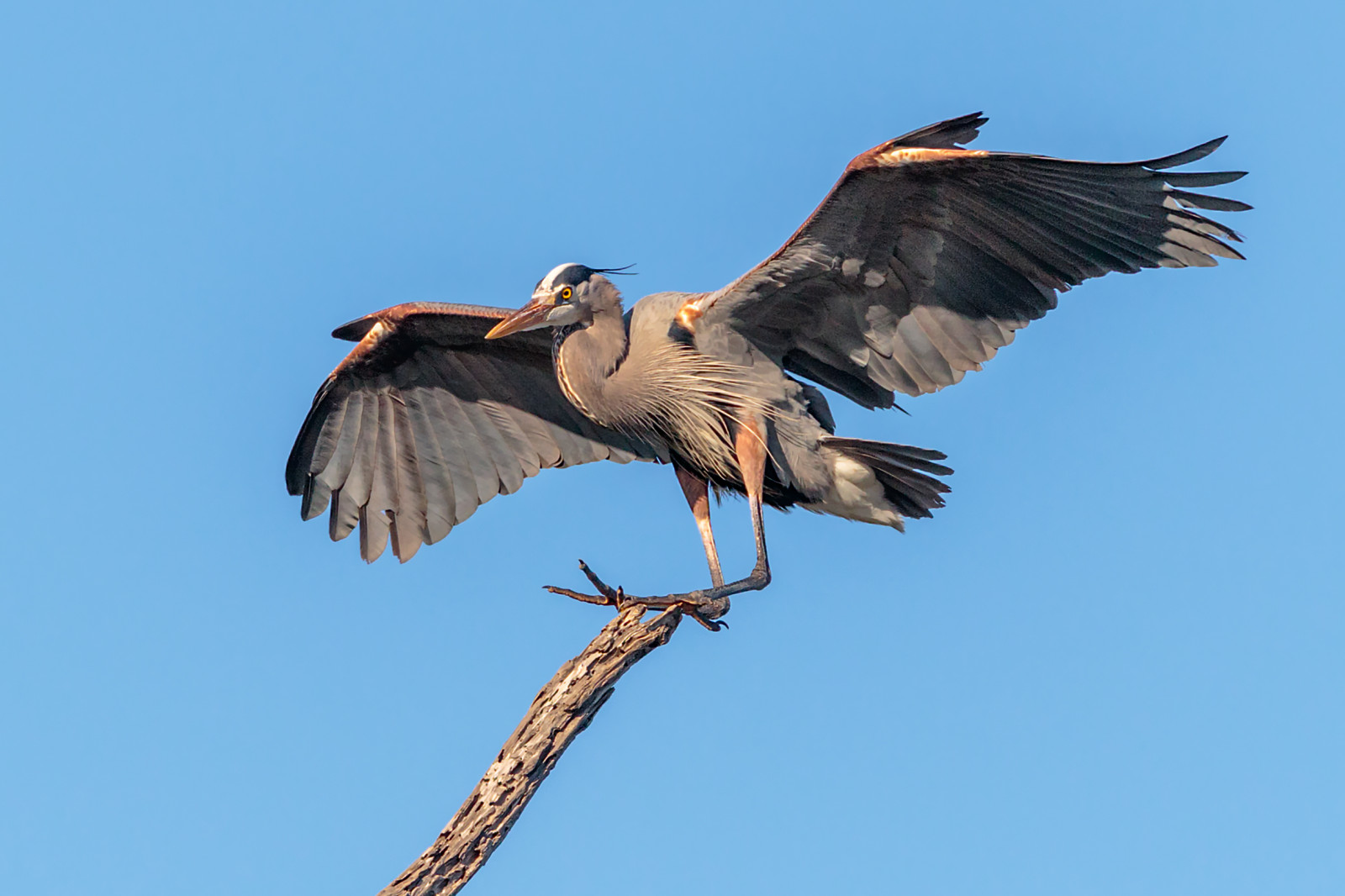 křídla, Volně žijících živočichů, zobák, čáp, pták, greatblueheron, GBH, křídlo, fauna, obratlovců, CORACIIFORMES, Accipitriformes, mokřady, deadtree, rozpětí křídel, birdinflight, Ciconiiformes, čáp bílý, birdlanding, ecologicalreserve, bolsachica