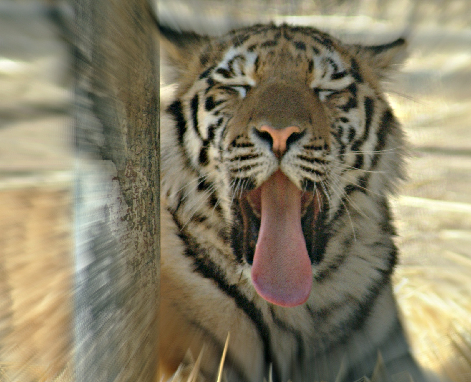 kočka, tygr, Volně žijících živočichů, Kanada, Winnipeg, srst, velké kočky, zoologická zahrada, kníry, zívání, Koťátko, řev, zvíře, divoký, oko, Sluneční svit, jazyk, fauna, savec, mimika, kočka jako savci, čenich, carnivoran, zívnutí, organismus, slunění, Manitoba, šlofík, Assiniboinepark, terrestrial animal