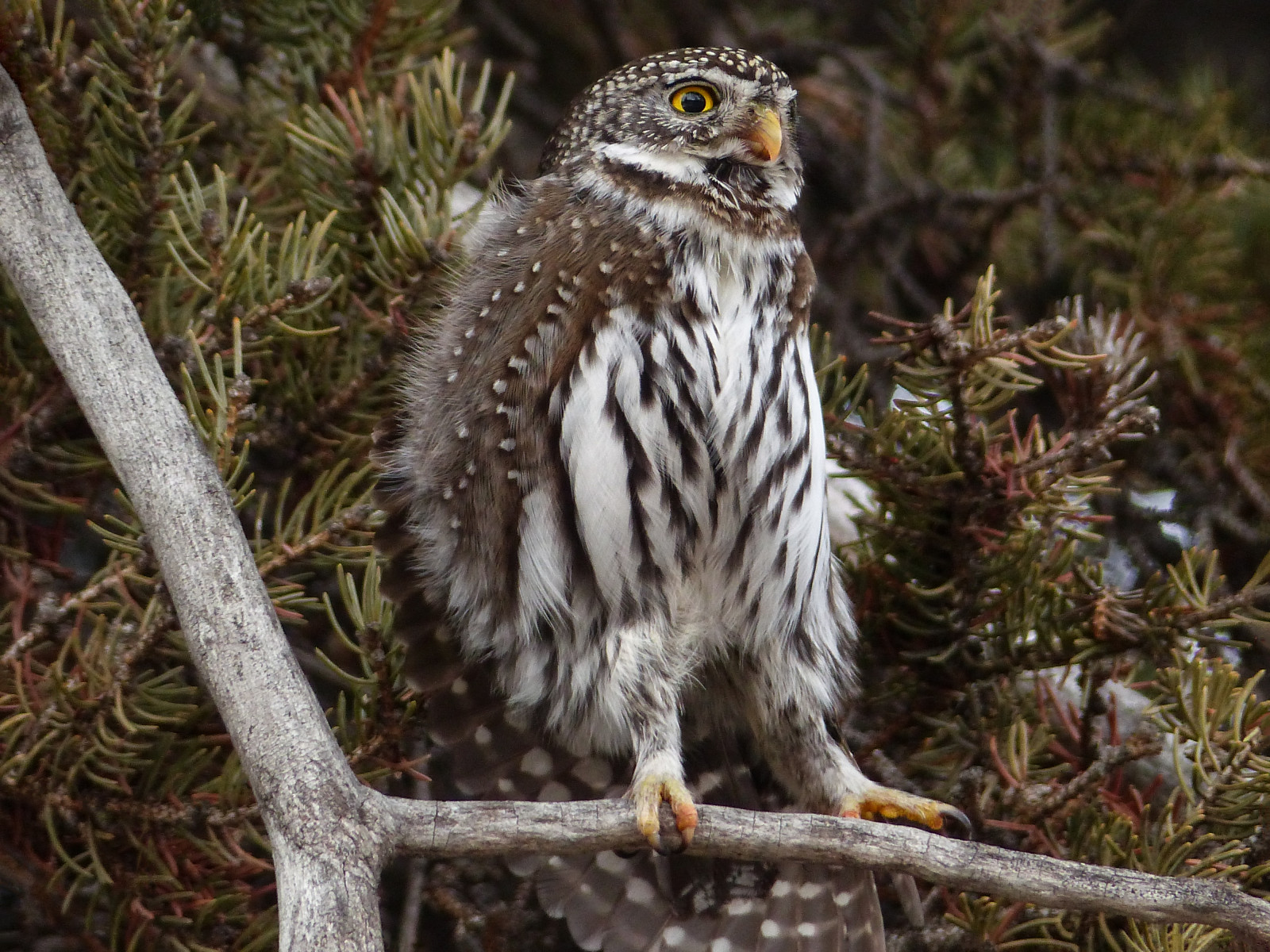 uccelli, natura, ramo, natura, Canada, in piedi, uccello rapace, gufo, Alberta, becco, Falco, Calgary, albero, uccello, falco, birdofprey, predatore, fauna, aviaria, grande gufo grigio, arroccato, ornitologia, fishcreekpark, conifero, Northernpygmyowl, Glaucidiumgnoma, Fistsized, Popcansized, Frontsideview, diurno, Ferocioushunter, Stretchinglegsandwing
