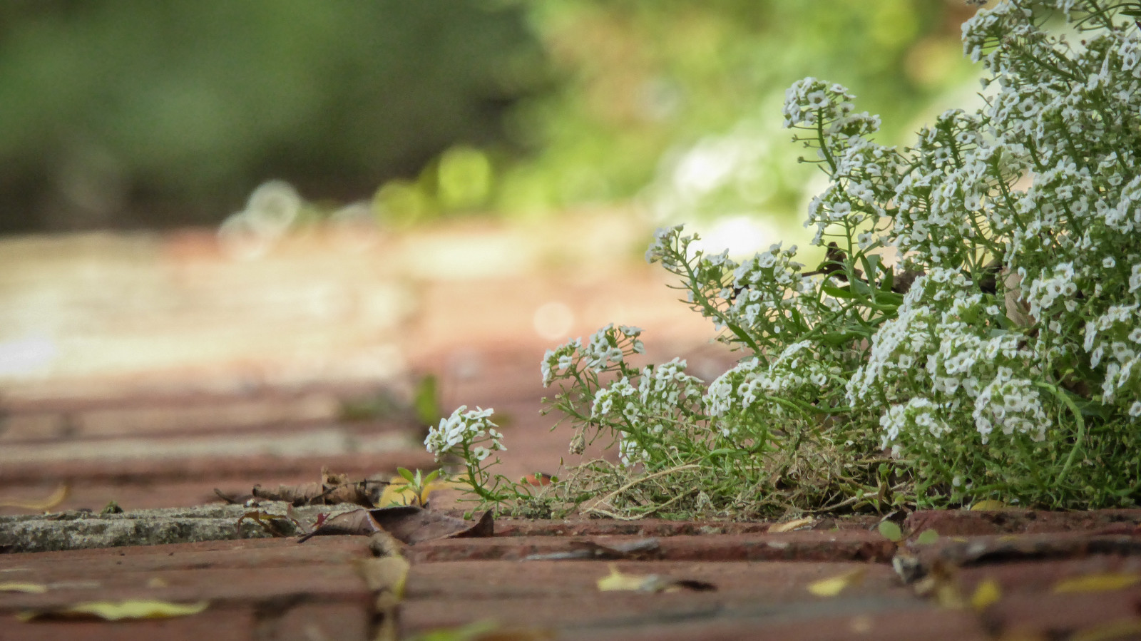 Adelaide, bokeh, Cihlový, Erigeron, květiny, formální, zahrada, Dům, lumix, Přetečení, cesta, Červené, theen, Universityofadelaide, Urrbrae, Waitecampus, bílý