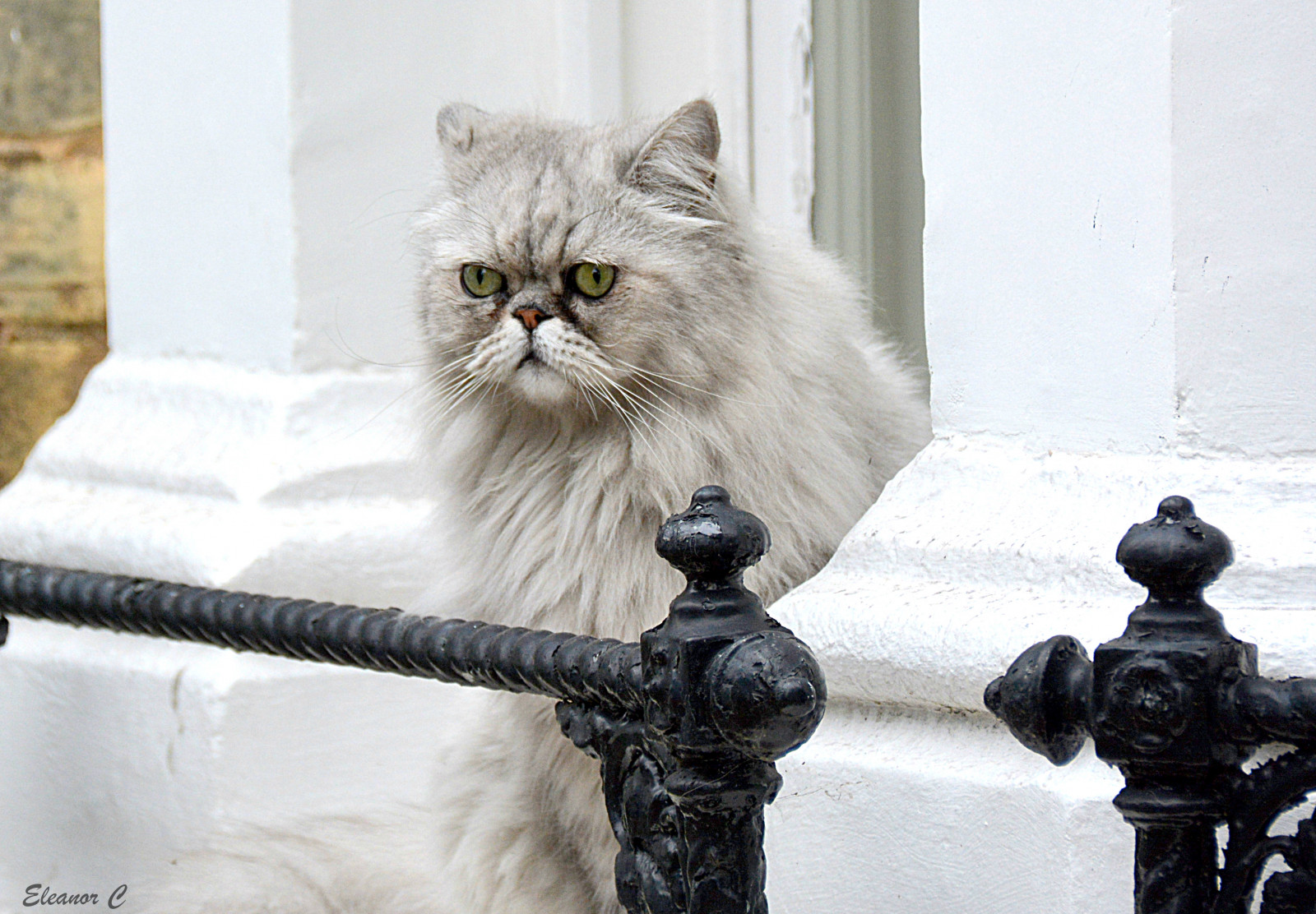 Londýn, Kew, kočka, zábradlí, nikond7100, september2014