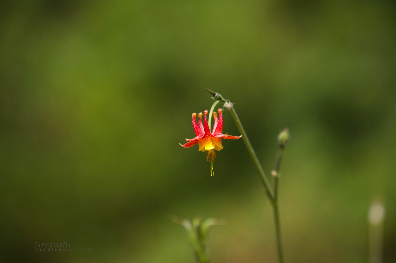 blomster, natur, græs, planter, fotografering, insekt, grøn, gul, orange, blad, blomst, plante, flora, kronblad, eng, fauna, wildflower, botanik, jord plante, blomstrende plante, tæt på, makrofotografering, stængelplante, hvirvelløse