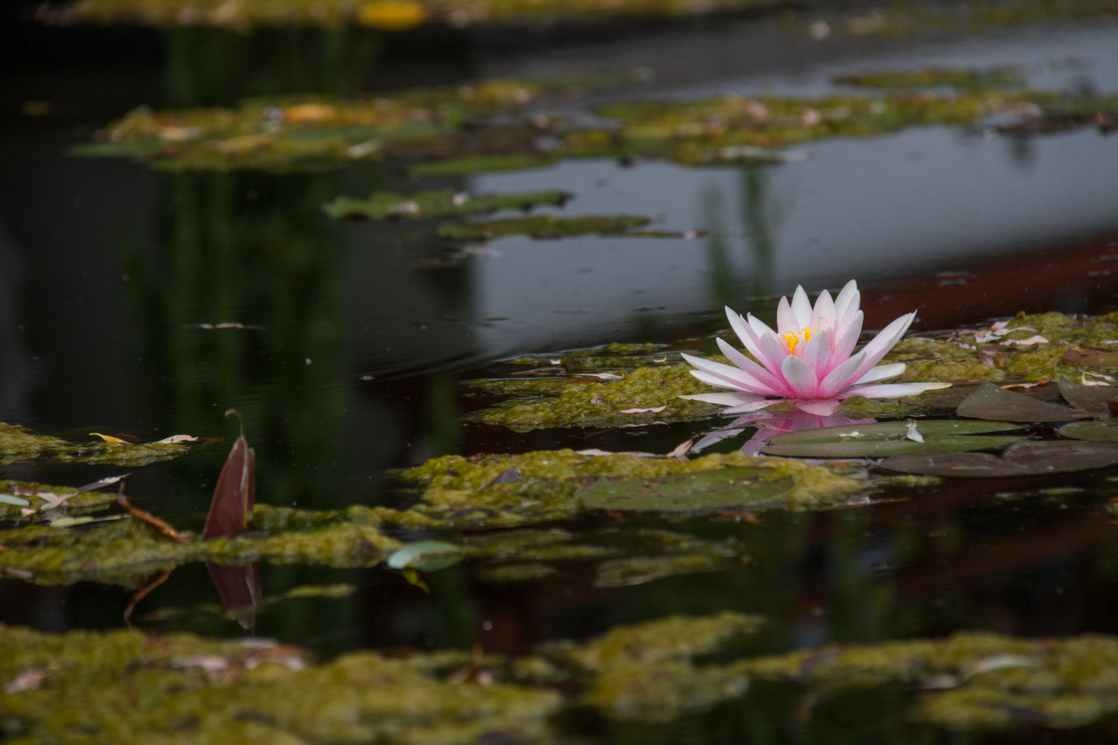 แสงแดด, สวน, น้ำ, ธรรมชาติ, การสะท้อน, หญ้า, สีเขียว, เยอรมนี, สัตว์ป่า, บ่อน้ำ, เบอร์ลิน, ฤดูใบไม้ร่วง, ใบไม้, ดอกไม้, ปลูก, พืช, tr dg rd, Tyskland, deutschland, ดอกบัว, สวนของโลก, g rtenderwelt, n ckros, dererholungsparkmarzahn, สัตว์ป่า, พฤกษศาสตร์, การถ่ายภาพมาโคร