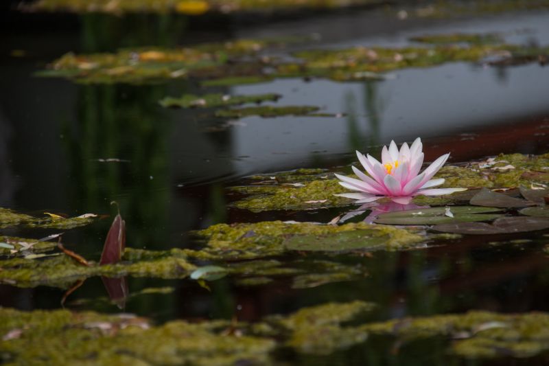 luce del sole, giardino, acqua, natura, riflessione, erba luce del sole, giardino, acqua, natura, riflessione, erba