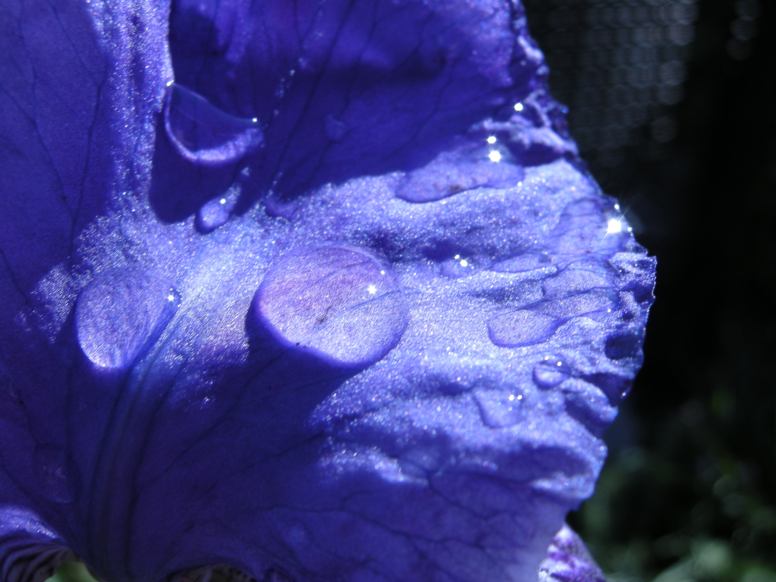 modrý, Duhovka, květ, krása, sprcha, jaro, květ