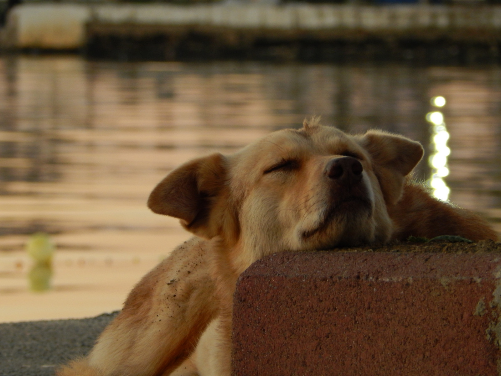 ทะเล, หิน, หมา, เบลอ, จมูก, ลาบราดอร์รีทรีฟเวอร์, ลูกสุนัข, สัตว์เลี้ยงลูกด้วยนม, 4608x3456 px, สัตว์มีกระดูกสันหลัง, สุนัขชอบเลี้ยงลูกด้วยนม, จำพวกทอง, สุนัขถนน