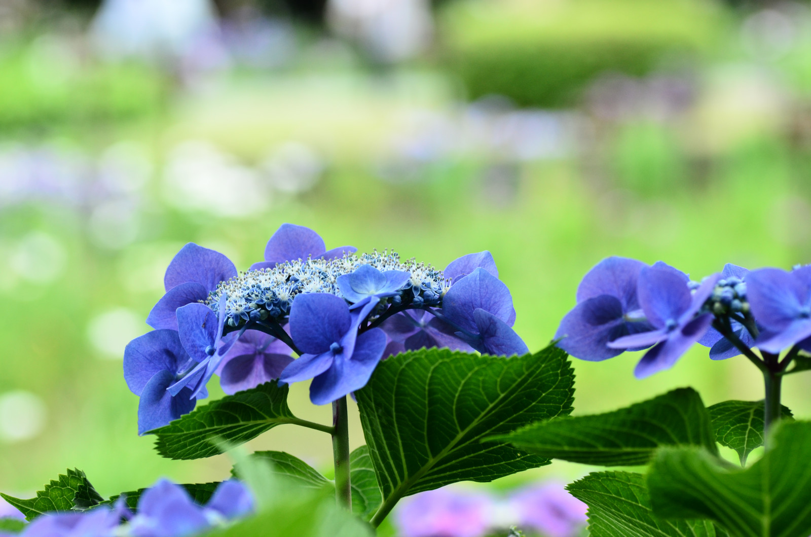 Japan, natur, grøn, blomst, hortensia, blomst, plante, Kobe, flora, kronblad, wildflower, botanik, jord plante, blomstrende plante, Hortensia-familien, etårig plante, makrofotografering, Kornel-ordenen, dayflower familie