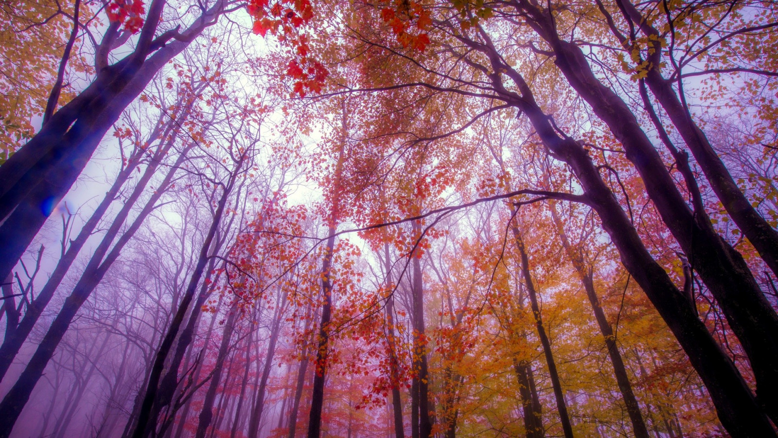 slunečnímu záření, stromy, les, odraz, větev, ráno, strom, podzim, list, květ, rostlina, sezóna, zálesí, místo výskytu, dřevina