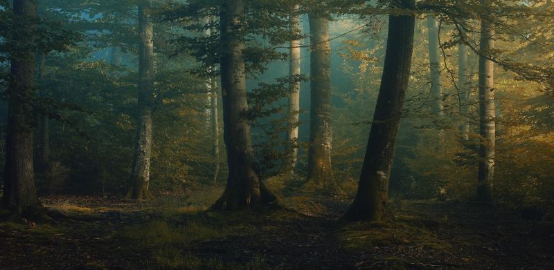 luce del sole, alberi, paesaggio, foresta, natura, erba luce del sole, alberi, paesaggio, foresta, natura, erba