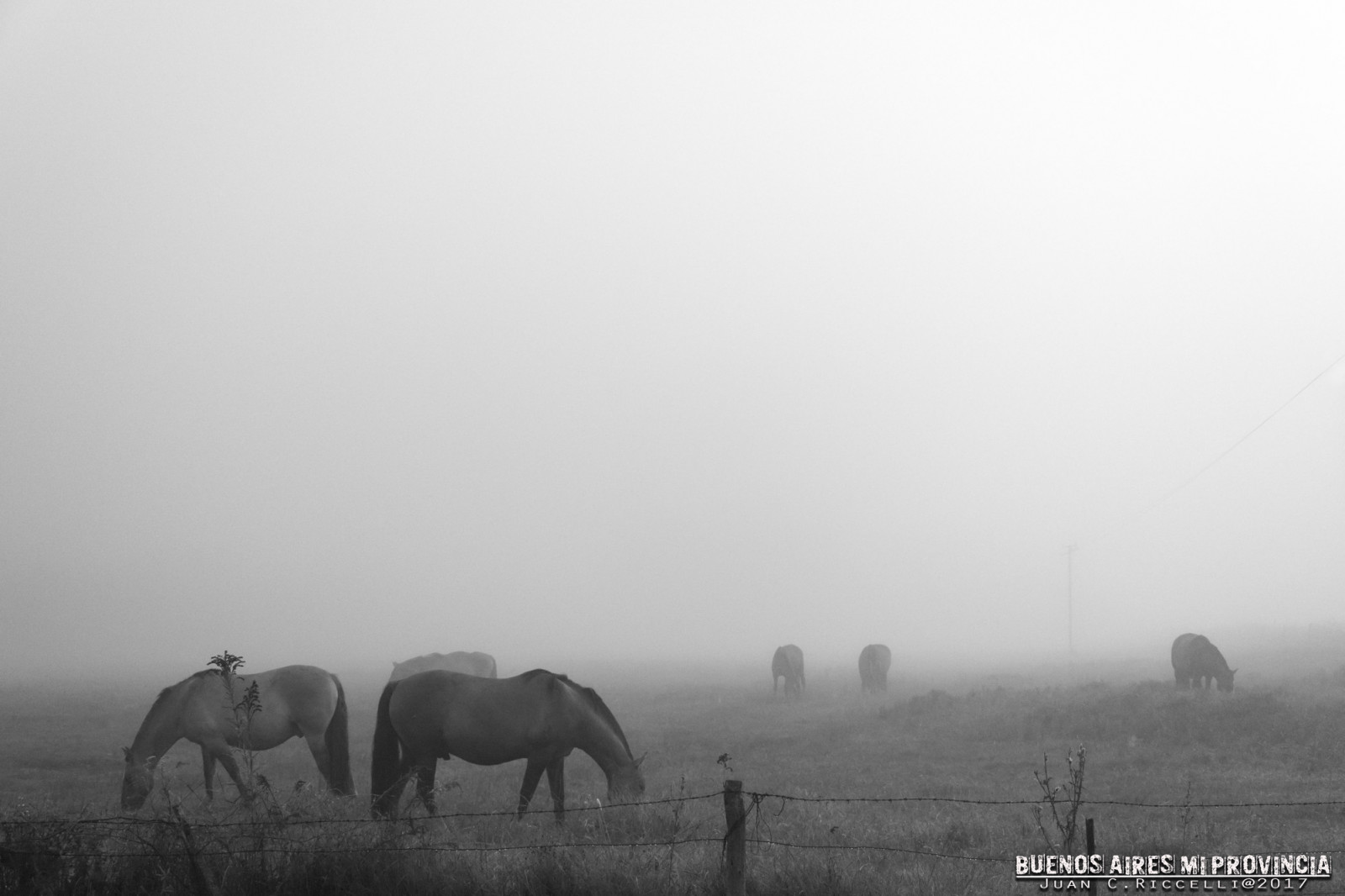 starý, černobílý, železnice, vesnice, ráno, mlha, Argentina, opar, campo, venkovský, Niebla, Černý a bílý, železnice, mlha, počasí, tělesné, venkov, koně, prostý, krajiny, blancoynegro, nikond7100, Paisajes, Viejo, atmosférický jev, Černý a bílý, monochromatické fotografování, pueblo, caballos, Buenos Aires, Ferrocarril, buenosairesmiprovincia, carloskeen, lujan