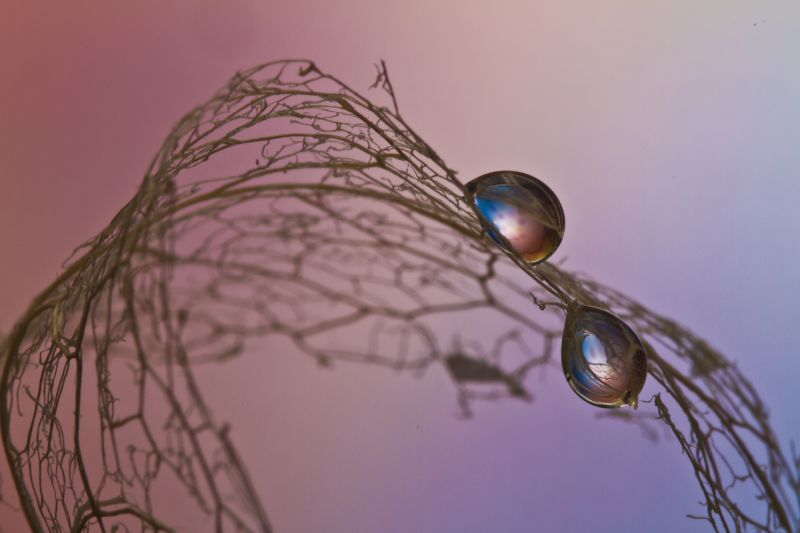 pink, blue, plant, flower, macro, reflection pink, blue, plant, flower, macro, reflection