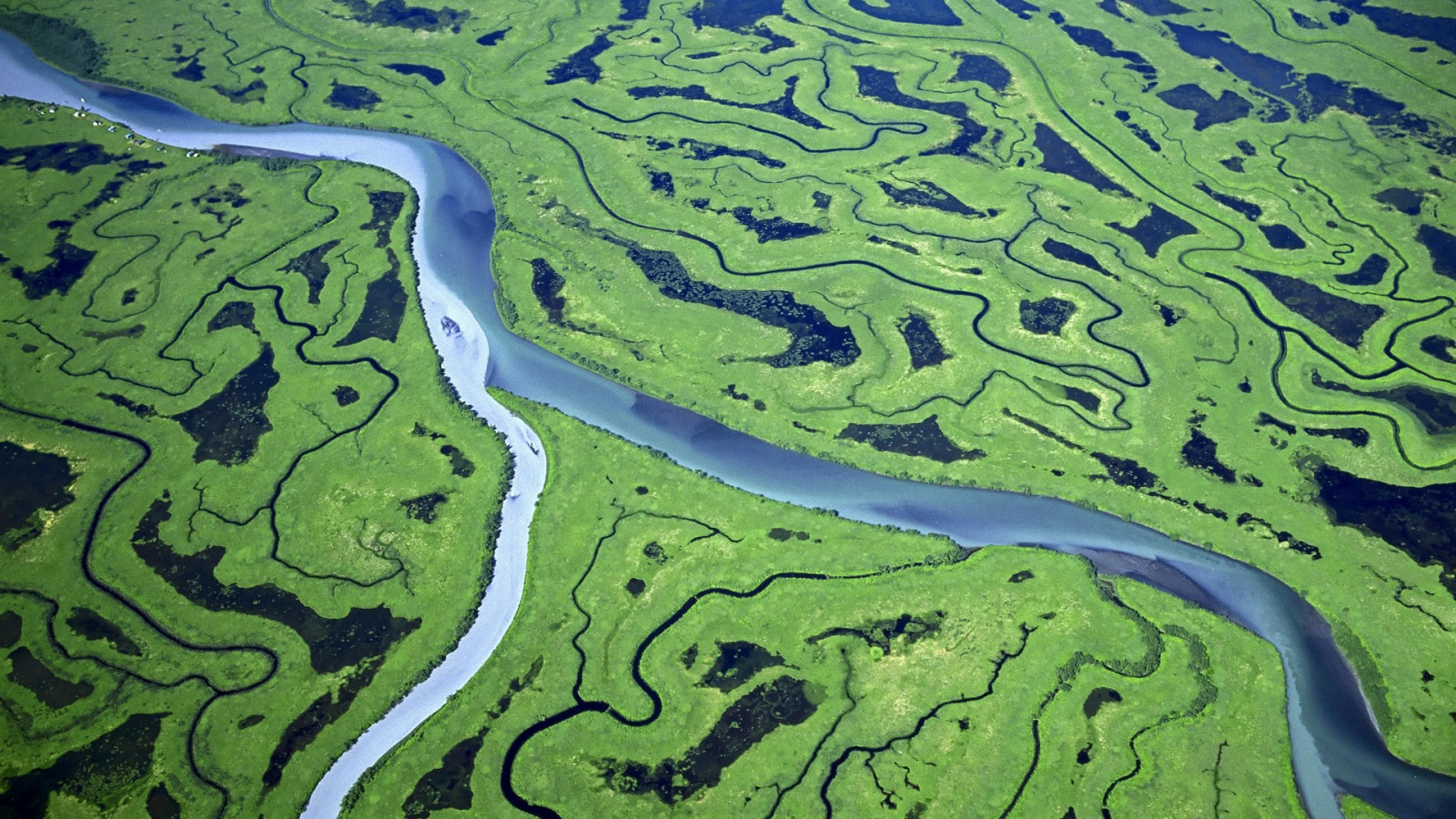 Swamp Like Invironment Wallpaper : landscape, nature, green, river, swamp, tropical forest ...