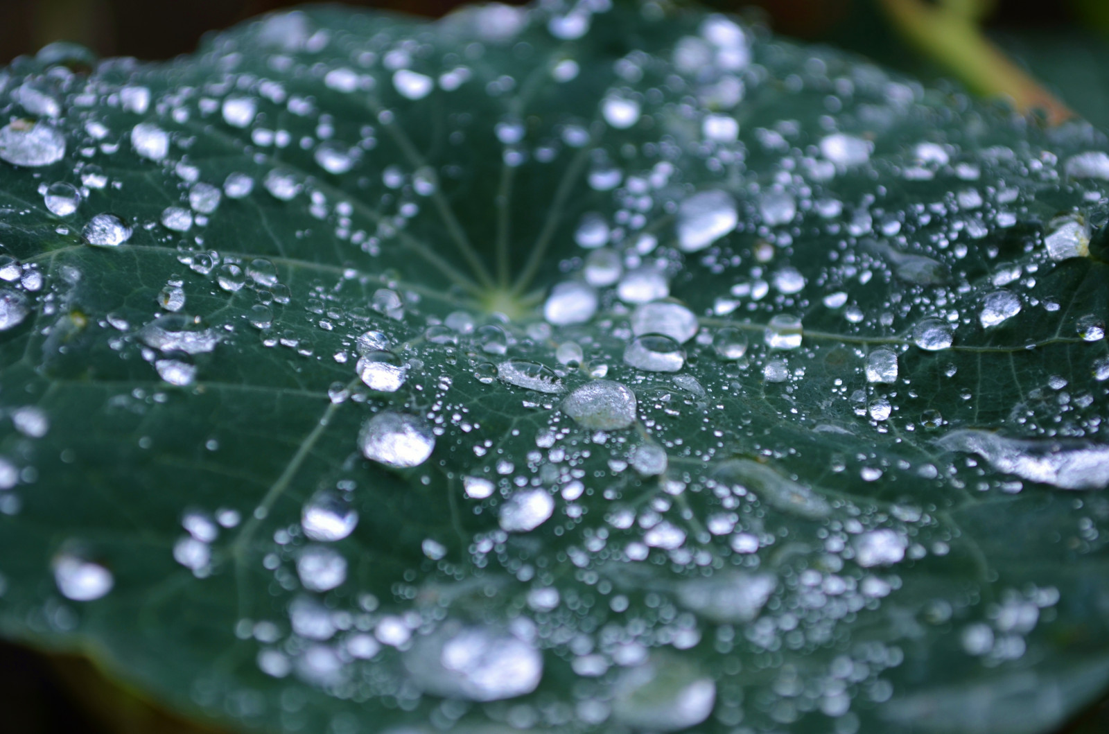 Wallpaper autumn, cold, leaf, Australia, raindrops 4928x3263
