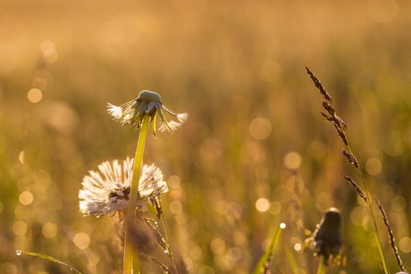 sunlight,grass,field,sunrise,morning,insect