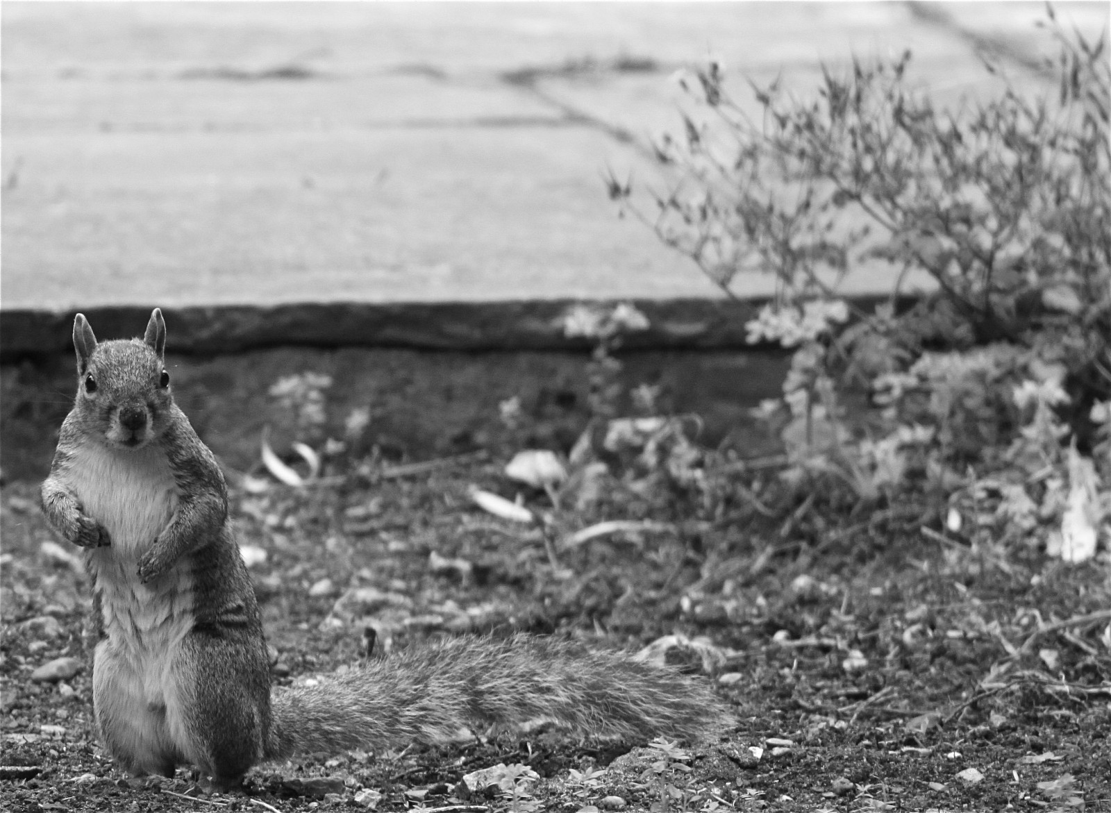 krajina, Londýn, bílý, Černá, černobílý, zahrada, tráva, fotografování, veverka, Volně žijících živočichů, stojící, Dovolená, Spojené království, strom, zvíře, roztomilý, rostlina, zábava, mimo, Na zdraví, fauna, savec, vymazat, Černý a bílý, monochromatické fotografování, delete10, delete9, delete5, delete2, delete6, delete7, delete8, delete3, delete4, Uložit, deletedbydeletemeuncensored, Puke, Puke2, Puke3, Puke4, Puke5, Puke6, Puke7, Puke8, Puke9, Puke10, Pukedupbythepigsty, stock photography