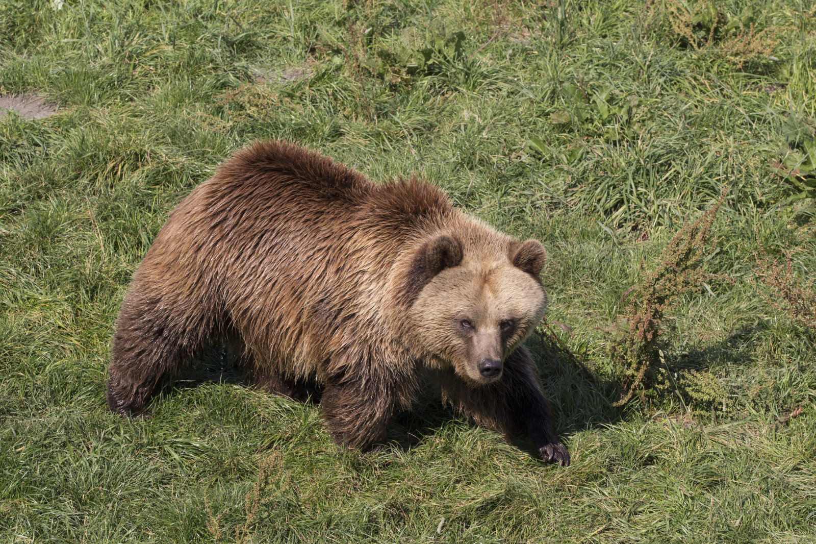 tráva, Volně žijících živočichů, Grizzly, Medvěd hnědý, Procházka, medvěd, fauna, savec, obratlovců, tlustý, americký černý medvěd