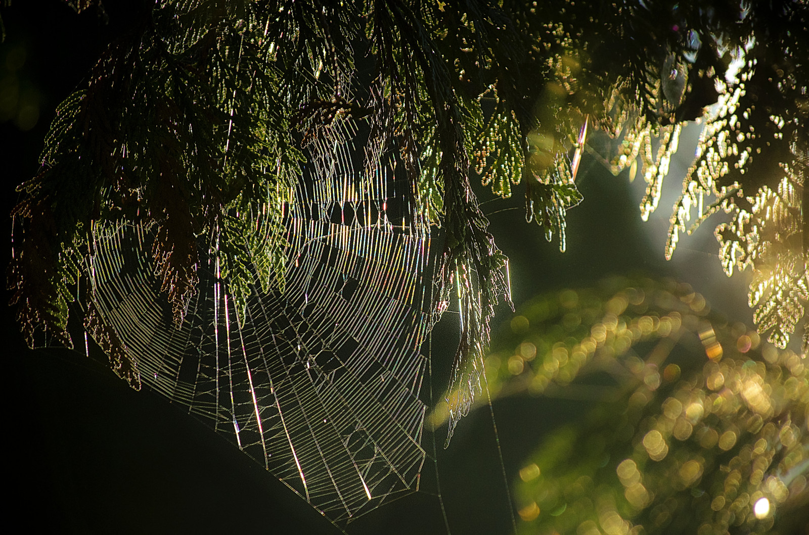 makro, UMĚNÍ, Příroda, detailní, fotografování, fotografie, Nikon, měkký, vzor, web, pavoučí síť, sen, hedvábí, naturallight, choulostivý, Whimsey, Kanadaristy, Robbart, D5100