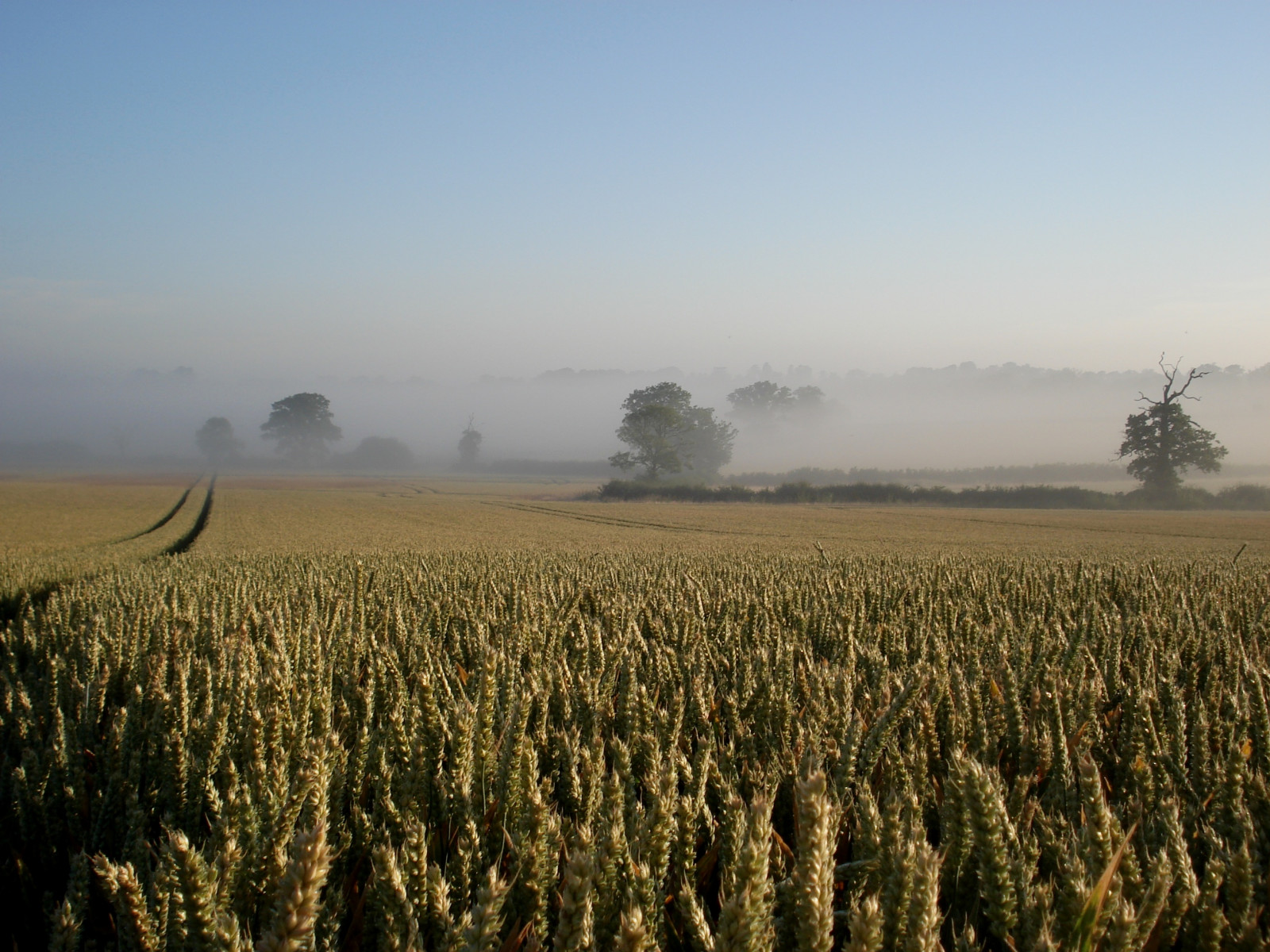 slunečnímu záření, krajina, tráva, nebe, pole, ráno, mlha, kouzlo, pšenice, 2014, strom, sklizeň, zemědělství, prostý, oříznutí, venkov, tráva rodina, zboží