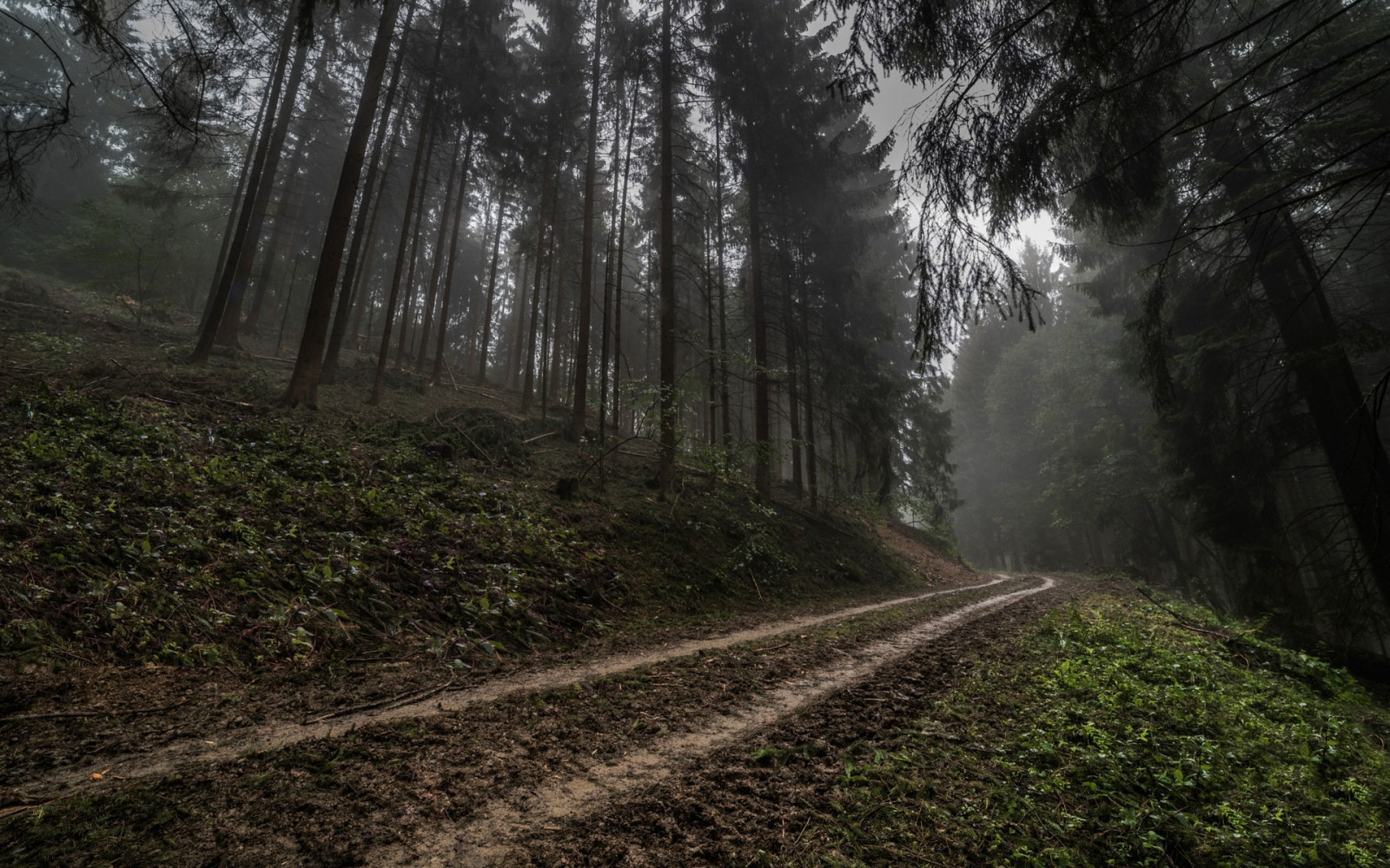 slunečnímu záření, stromy, krajina, les, temný, kopec, Příroda, tráva, silnice, zelená, ráno, Německo, mlha, džungle, strom, podzim, mlha, list, počasí, rostlina, stezka, 1920x1200 px, zálesí, půda, venkov, místo výskytu, přírodní prostředí, atmosférický jev, dřevina, ekosystém