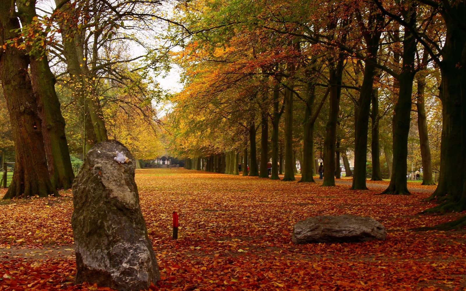 slunečnímu záření, stromy, les, listy, Příroda, park, ráno, strom, podzim, list, rostlina, sezóna, zálesí, háj, místo výskytu, přírodní prostředí, dřevina, ekosystém, biome, opadavý