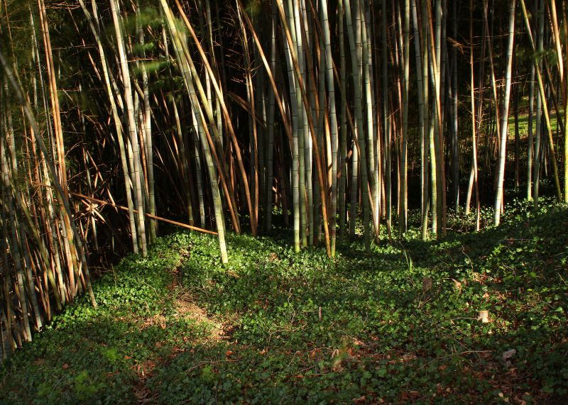 bambus,Bambus,rostlina,krajina,venkovní,biltmoreestate