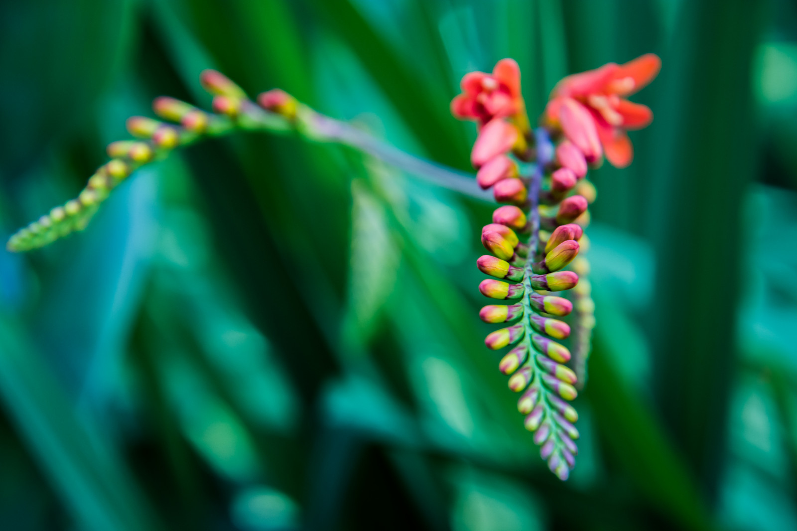 Wallpaper flowers, red, flower, colour, macro, green, closeup, Nikon