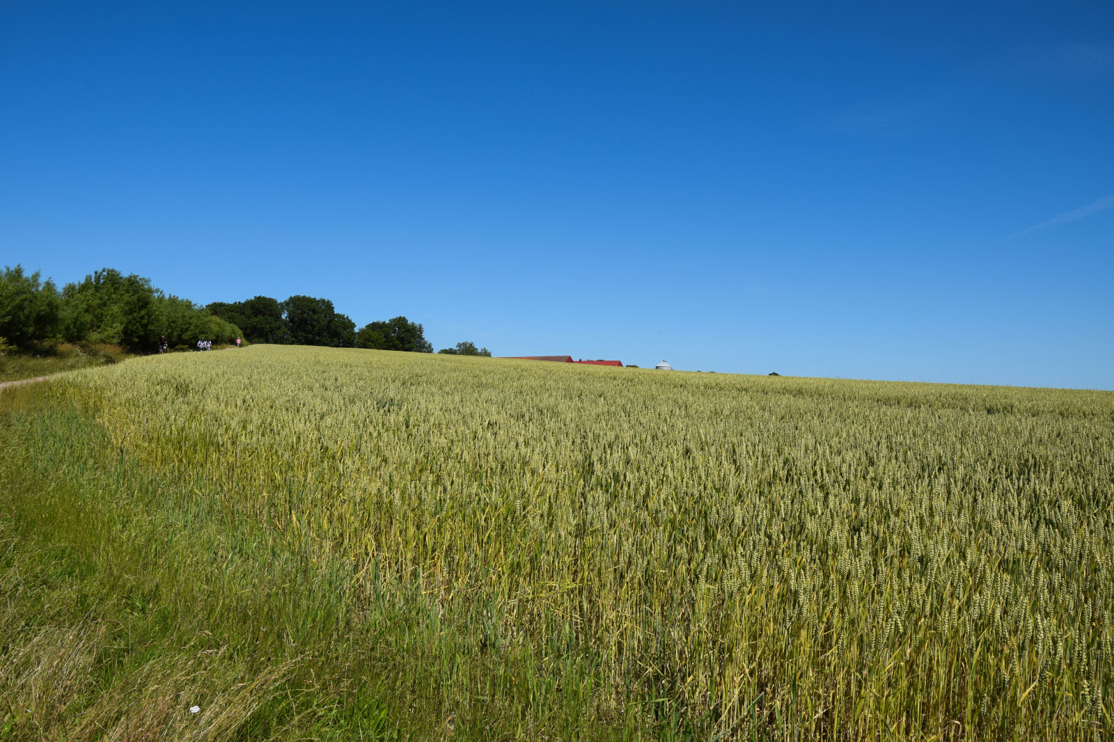 krajina, jídlo, kopec, voda, jízdní kolo, tráva, nebe, pole, mraky, horizont, ostrov, letní, Švédsko, pšenice, step, Pohled, lučina, rostlina, oceán, resund, sk ne, venkov, Landskrona, pastvina, bl nebe, ven, Hven, backafall, vingestig, zemědělství, louka, prostý, prérie, oříznutí, půda, venkov, místo výskytu, přírodní prostředí, suchozemská rostlina, kvetoucí rostlina, ekosystém, tráva rodina